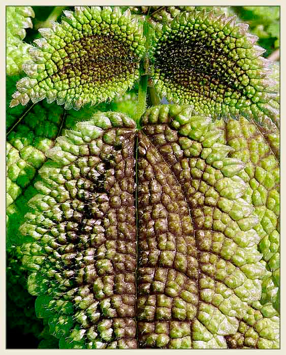 PILEA 