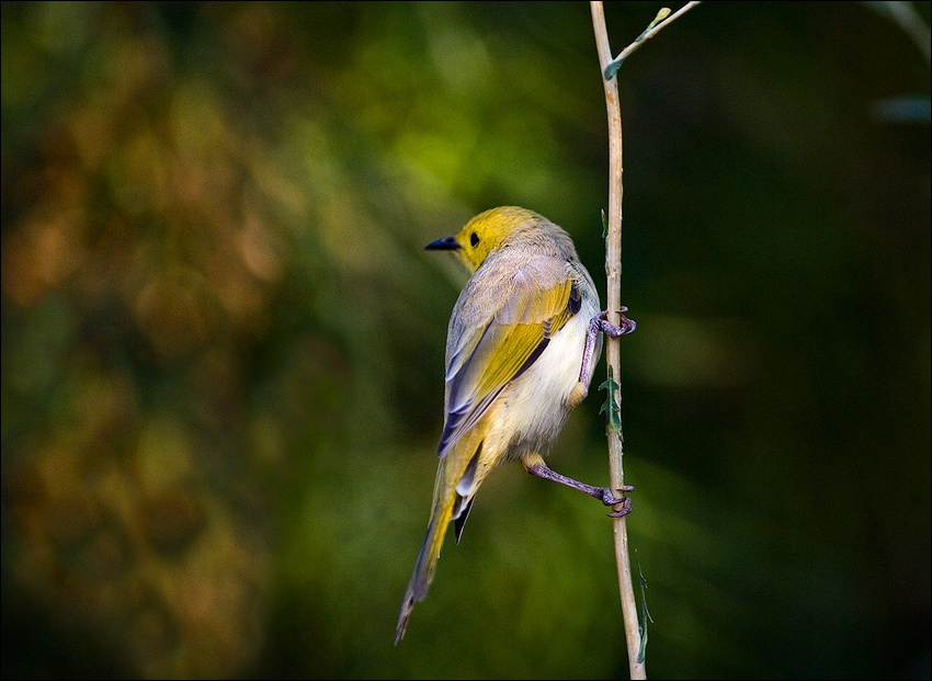 Honeyeater White-plumed  Honeyeater, Australia, медосос