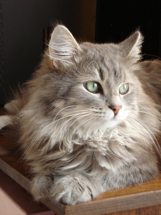 Элвис элвис кот глаза