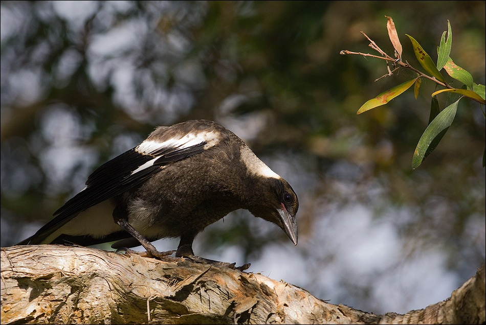 Australian magpie. jr. птица Австралия Australia bird