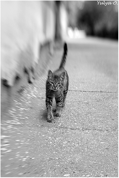 ***** кот, глюк, cat