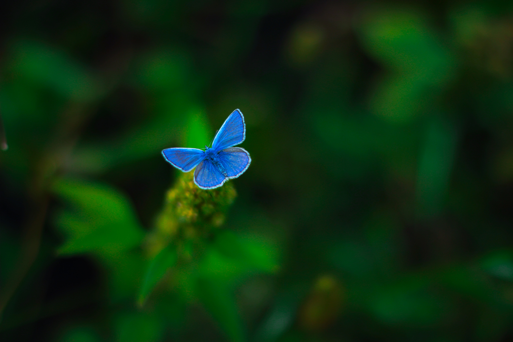Бабочка Бабочка природа butterfly nature