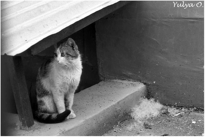 раздумала гулять кошка, cat, чеделатьдальше?