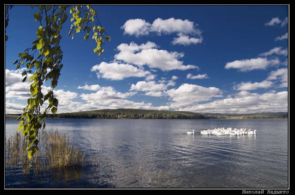 Пейзаж про гусей Вода, горы, гуси, ветка