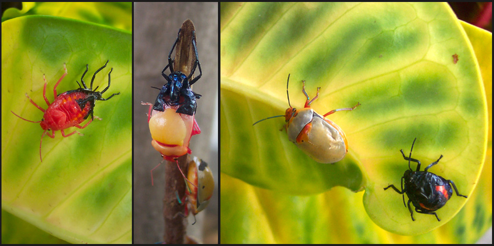 Катарина меняет наряд клоп shield-backed bug Scutelleridae Мексика