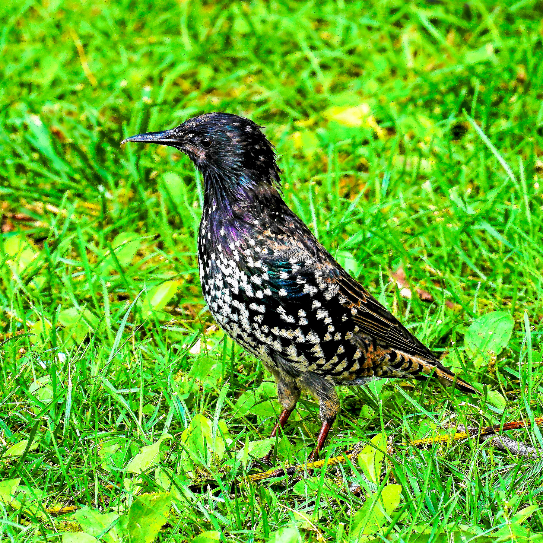 Скворец обыкновенный ‒ Common Starling - Sturnus vulgaris starling common скворец обыкновенный
