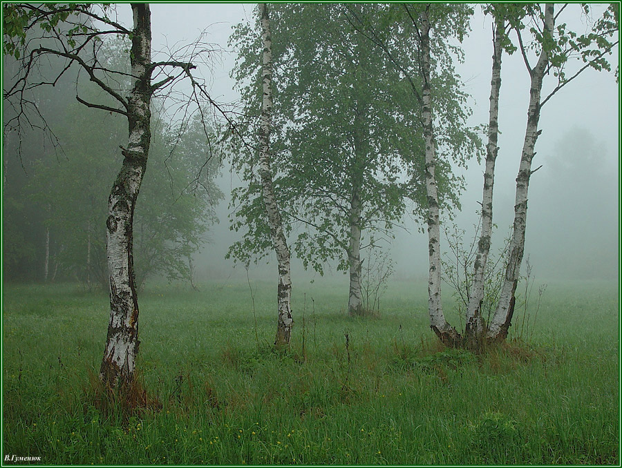 Утро с кадра DSC07072 лето, утро, лес, поляна, березы, туман
