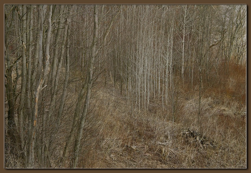 Панерис (2) 
