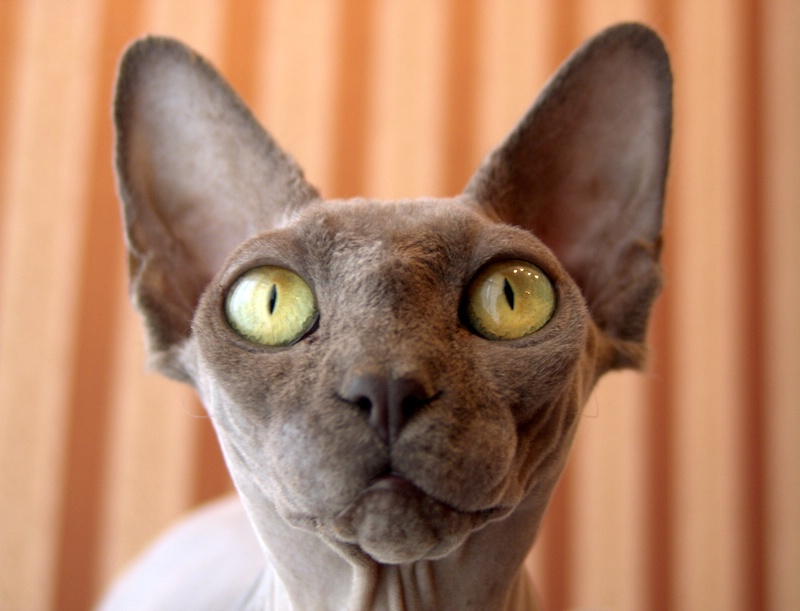 Ах, твои, твои глазища... sphinx, сфинкс, freda, cat, кот, кошка