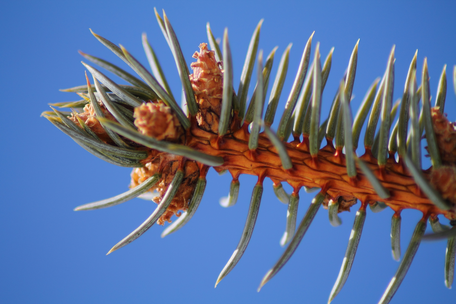 cones 