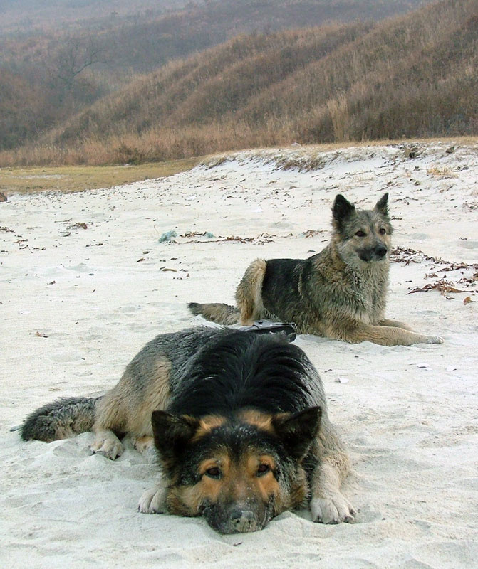 Псы 