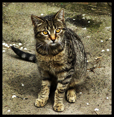 взгляд котомафия