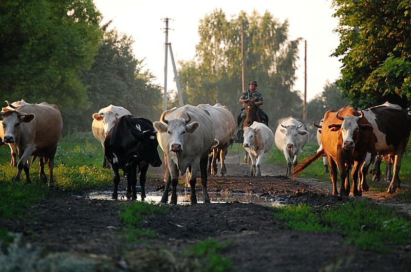 вечерний загон скота деревня коровы
