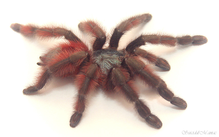Avicularia Versicolor Avicularia Versicolor birdeating spider tarantula