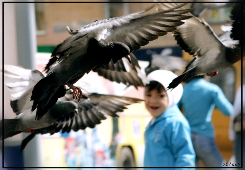 Pigeon голуби
