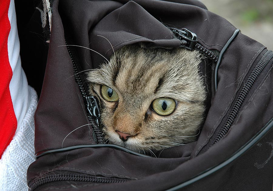 кот в мешке 