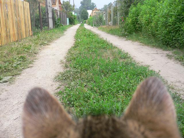15 см над землей. 