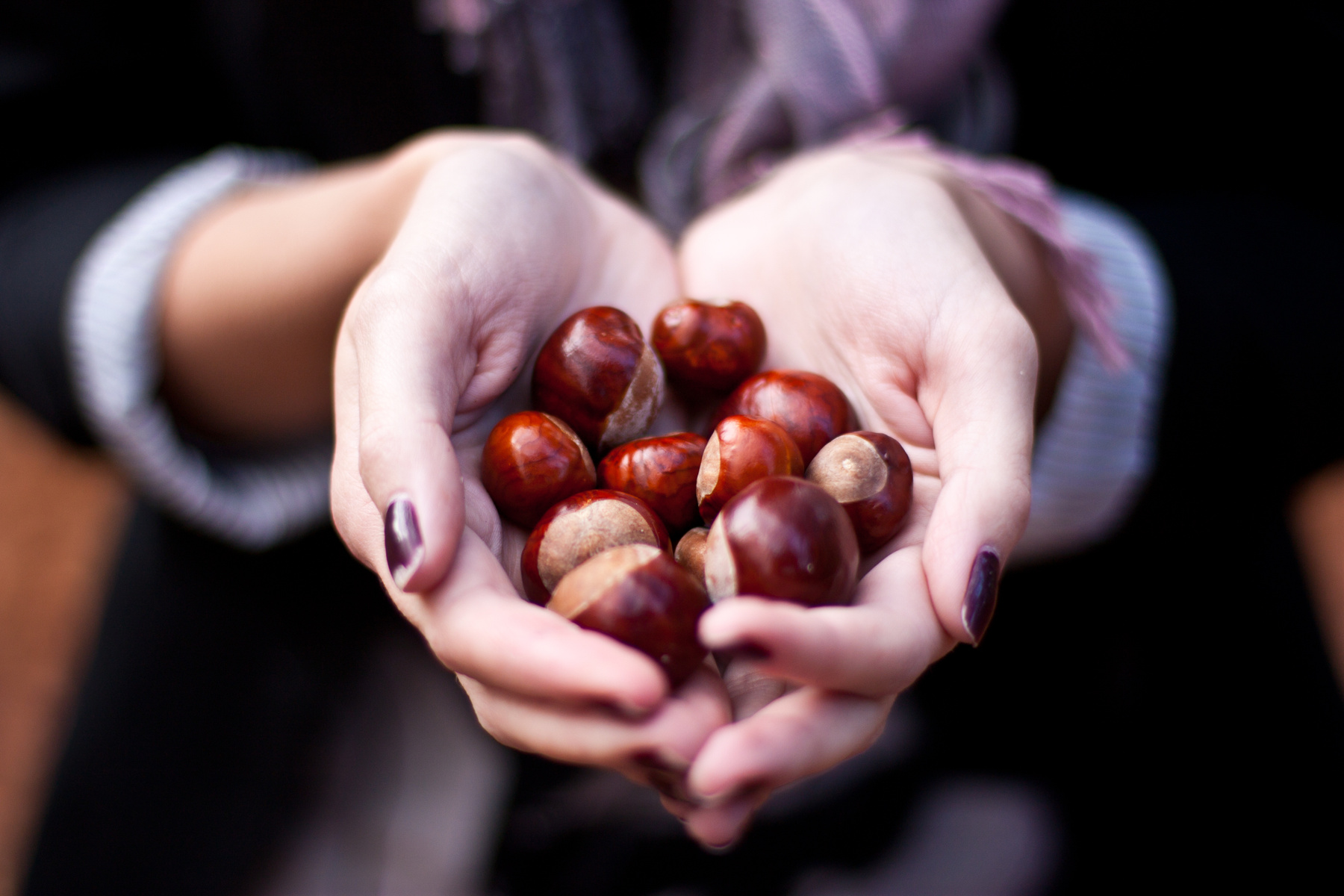 chestnut 