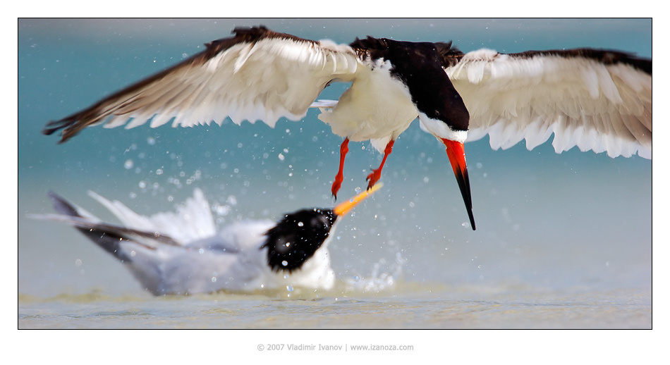 Трамплин королевская крачка royal tern американский чёрный водорез black skimmer Florida US