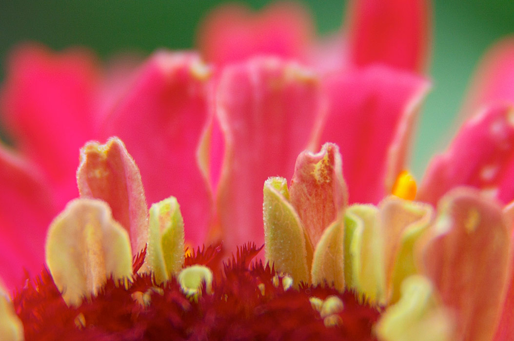 flower цветок желтый макро