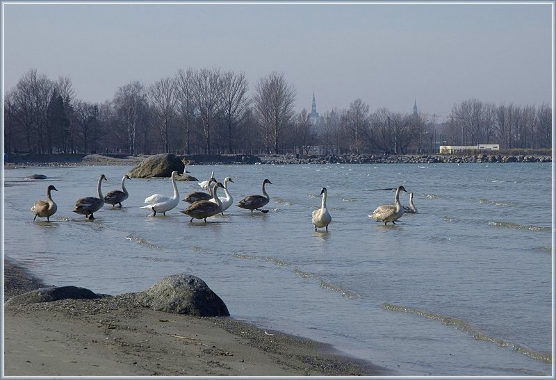 Уходим в море лебеди, море, Таллинн, март