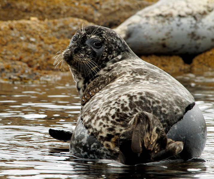 Ну? Обыкновенный тюлень, пятнистый тюлень, Phoca vitulina, Common Seal, Harbor Seal, Bodega Bay, California