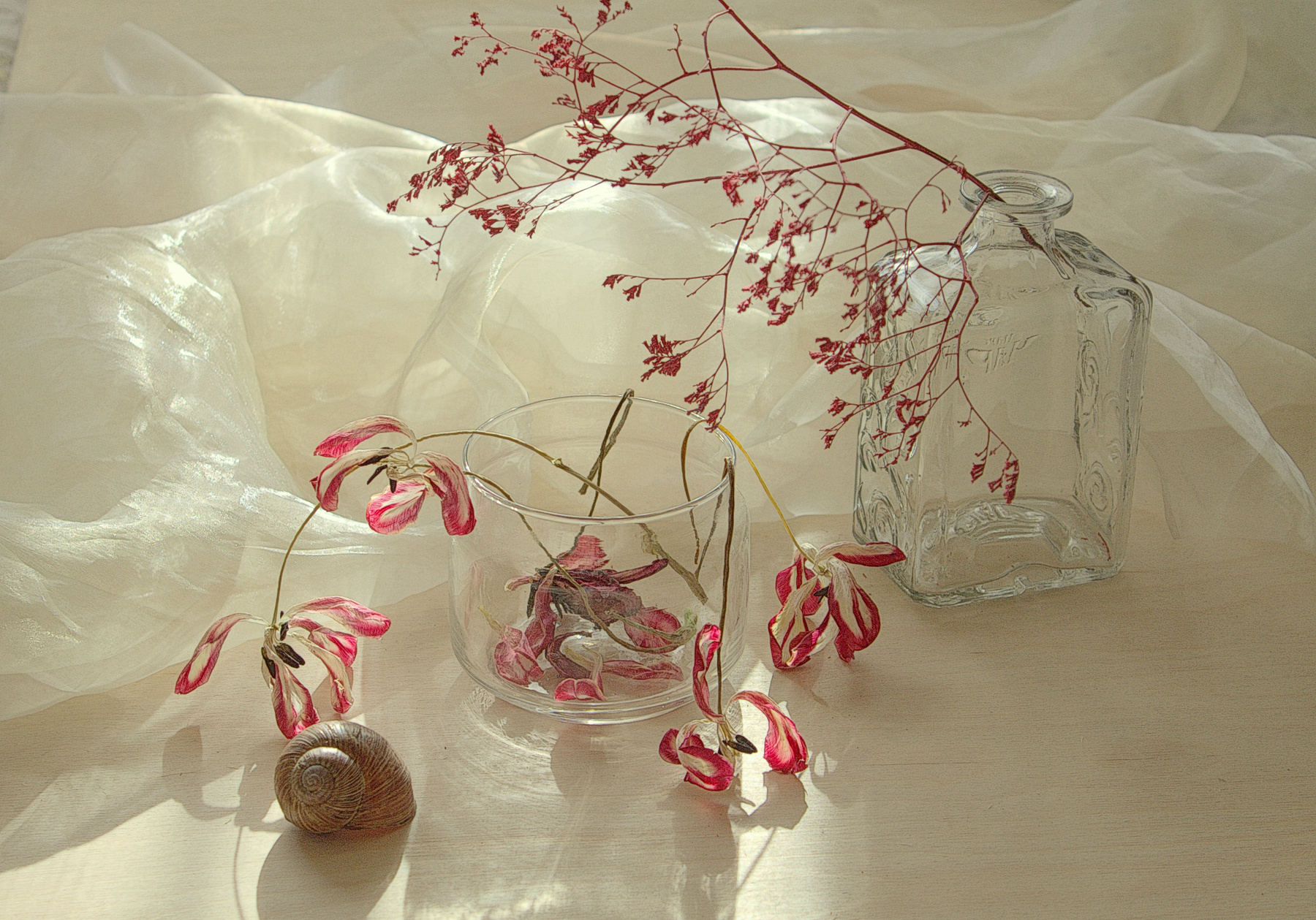 Nature morte сухие цветы ракушка натюрморт