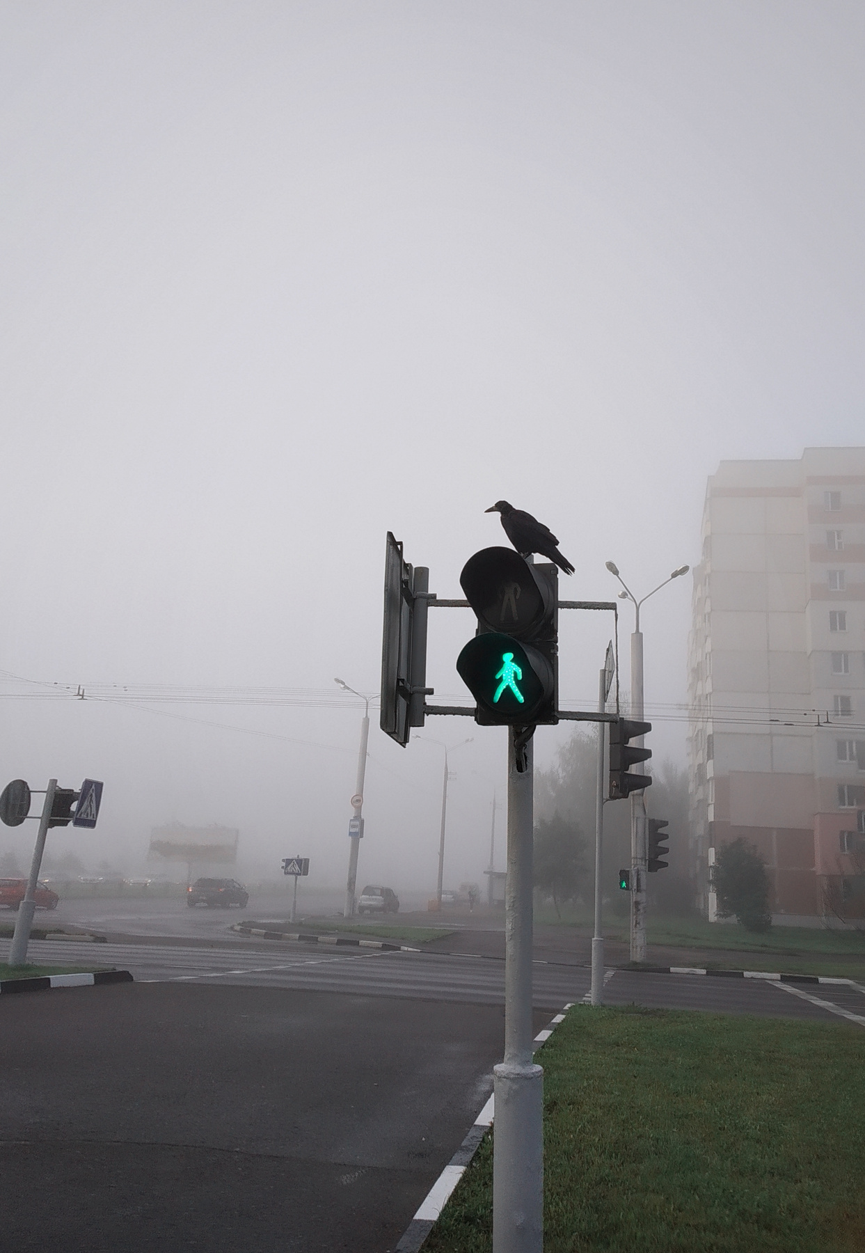 *** Ворона светофор город туман утро переход