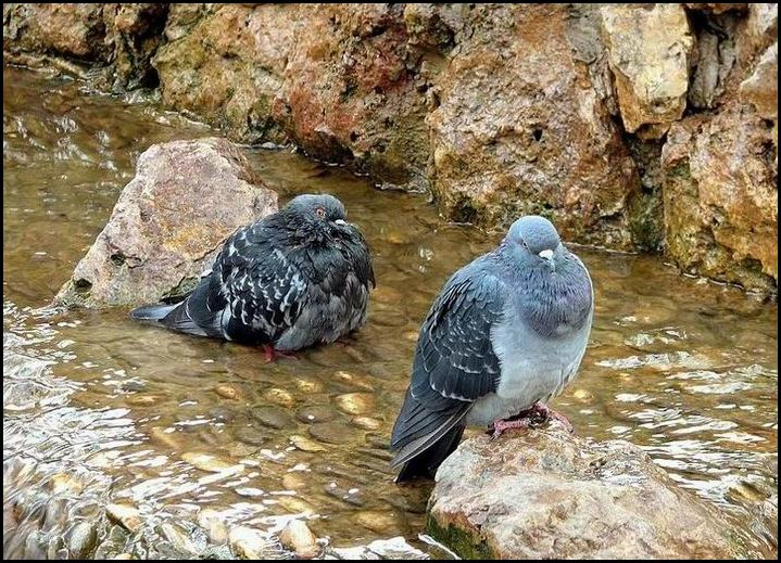 Водоплавующие голуби