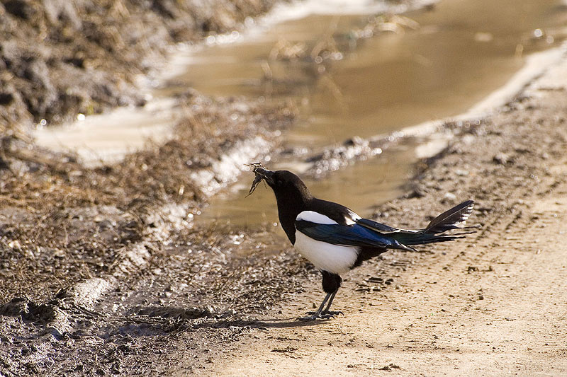 Pica pica birds