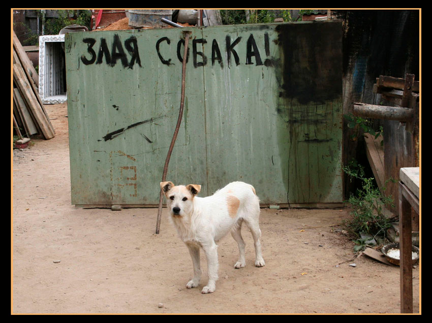 Злая собака Злая собака