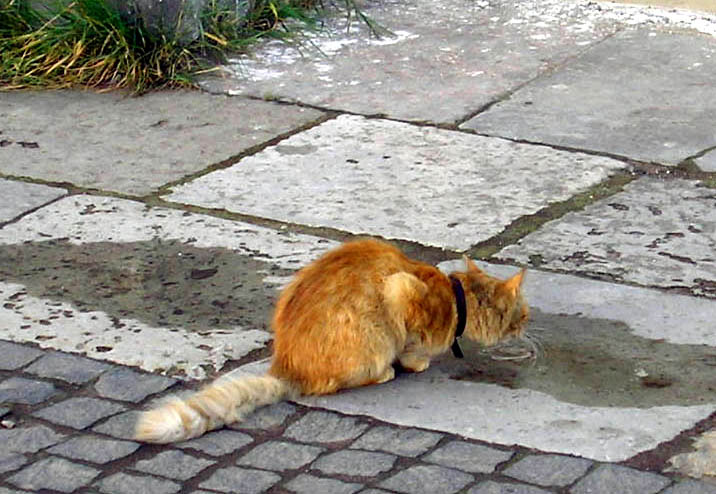 Валаамские коты #6 кот