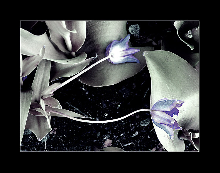  Overture 