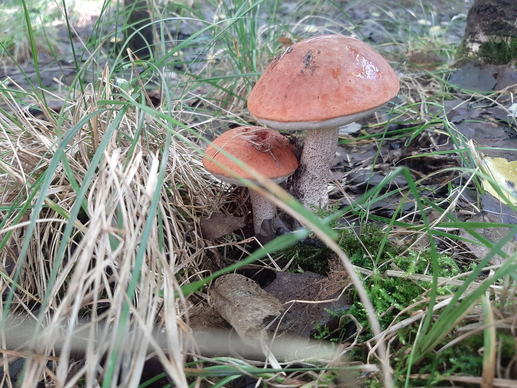 Подосиновики 