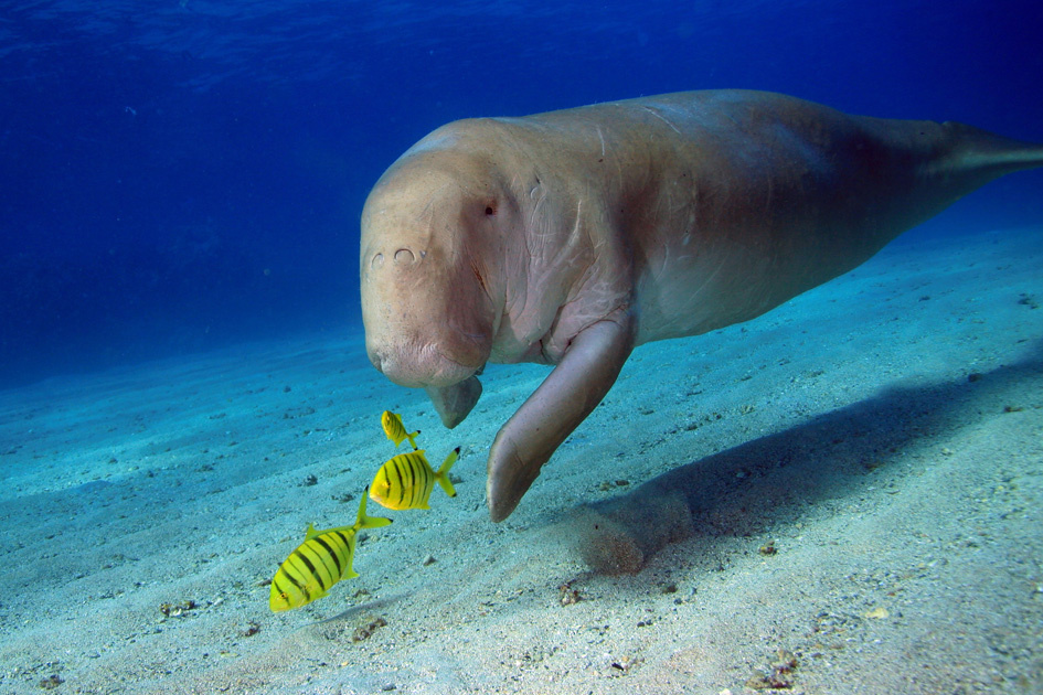 Dugong 
