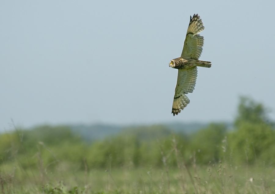 Над поймой Болотная сова, Short-eared Owl, Asio flammeus