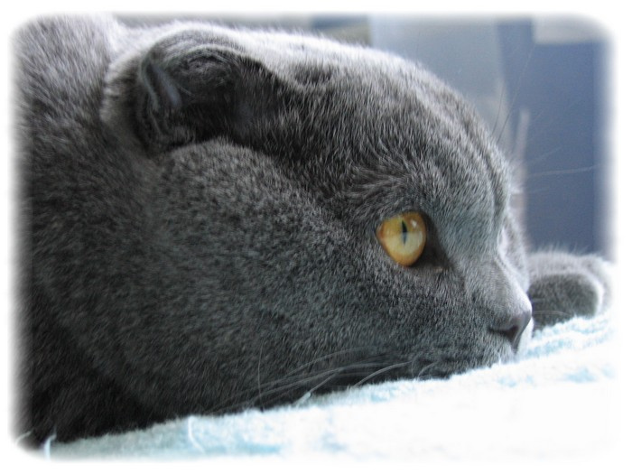 Эх, жизнь моя... кот