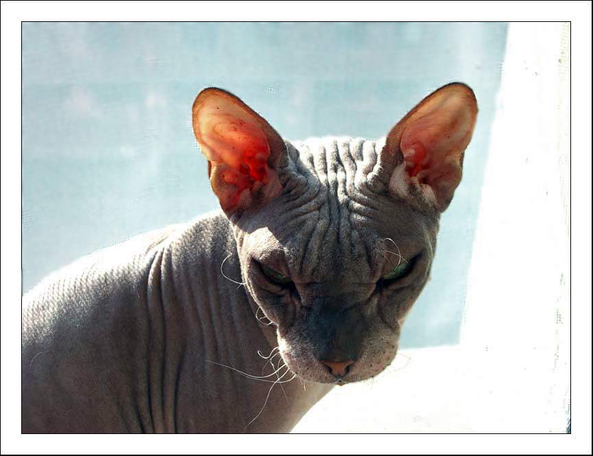 Солнечные ванны Кот, солнце