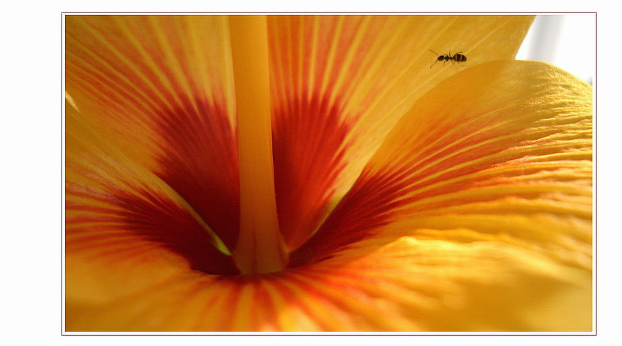 OTKPbITKA hibiskus, muravei