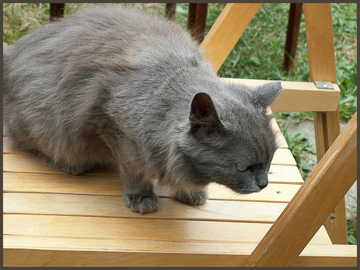 Поседела кошка, поджидая мышку... коша, поседела