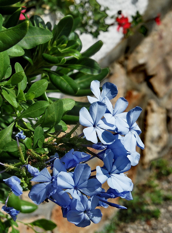 blue flowers 