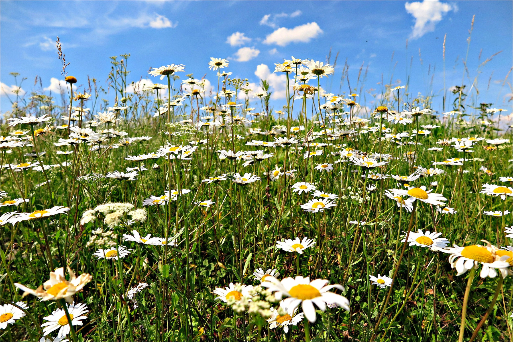 ***Лето 