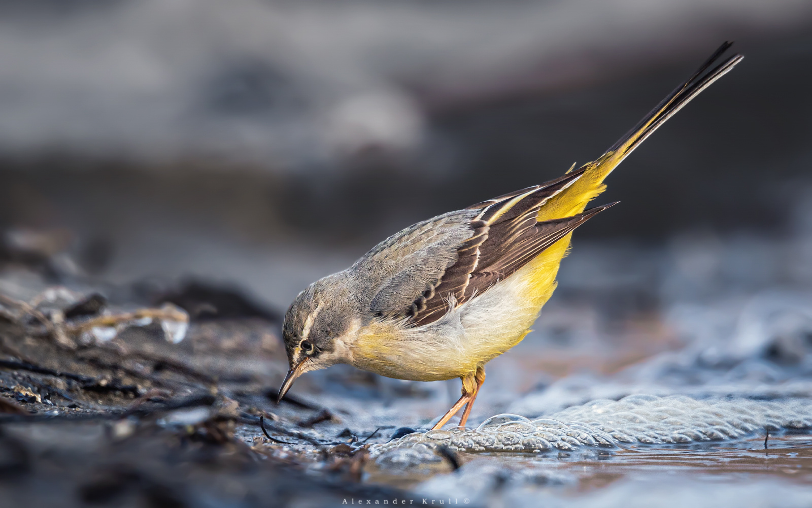На кромке воды горная трясогузка motacilla cinerea tunstall