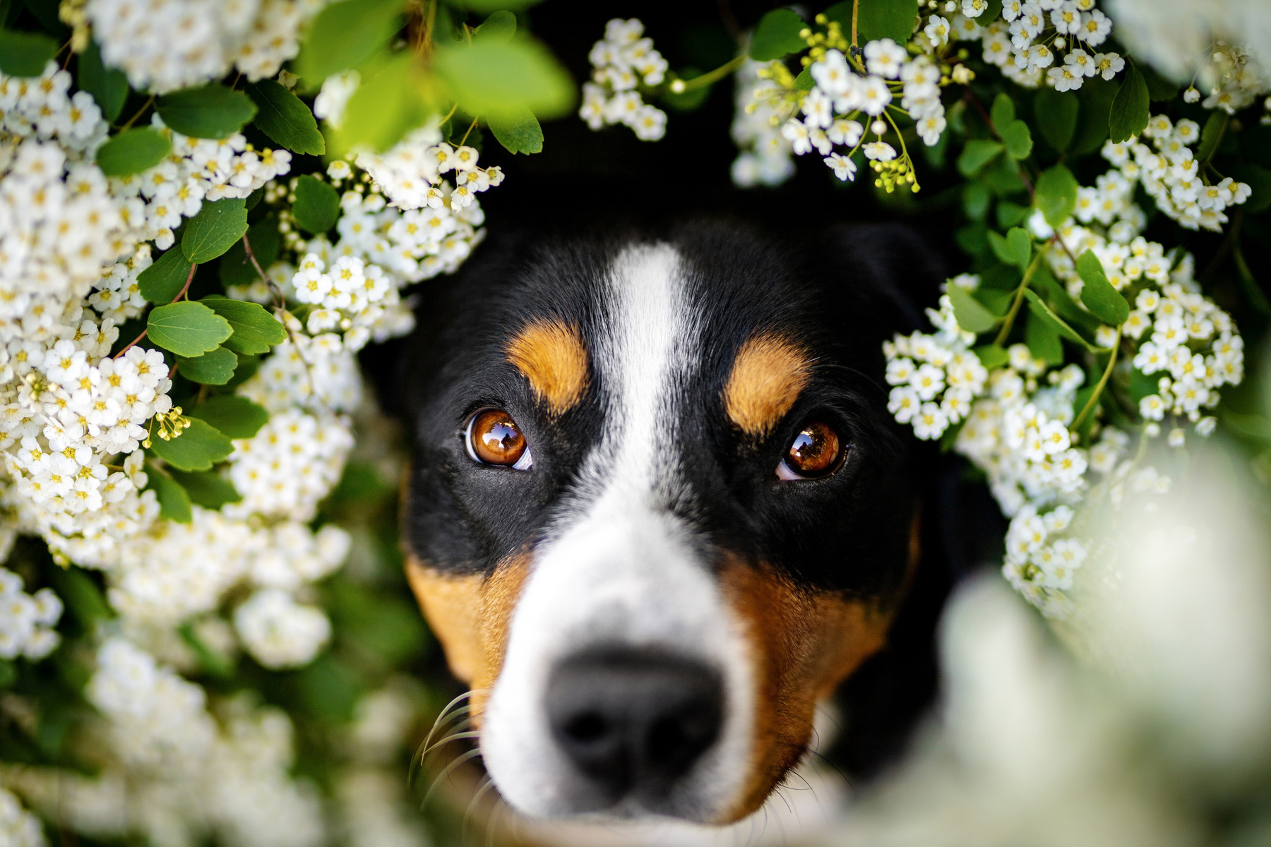 Fresh Energy SATOSHI. Peaceful. dog Entlebucher Sennenhund Satoshi FRESH ENERGY