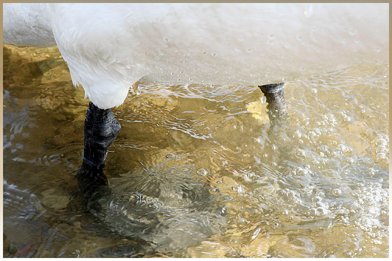 Как с гуся вода! 