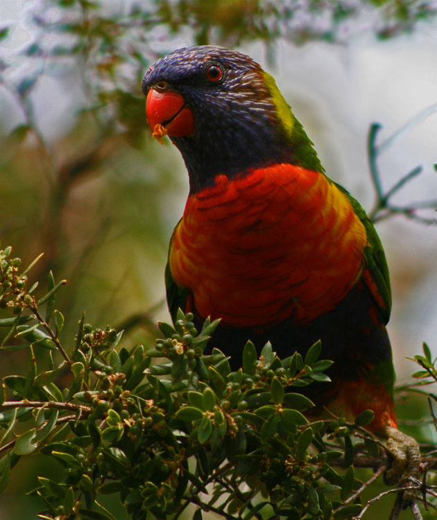 Rainbow lorikeet Rainbow lorikeet попугай parrot Австралия