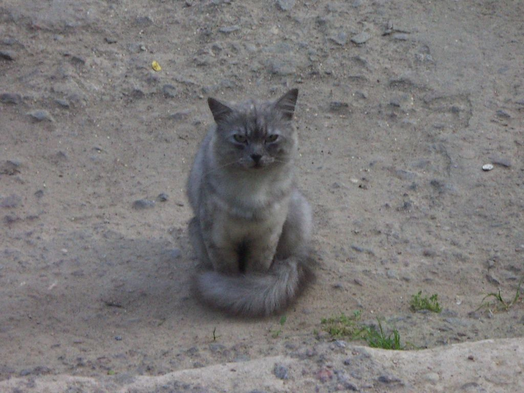 кошак кот