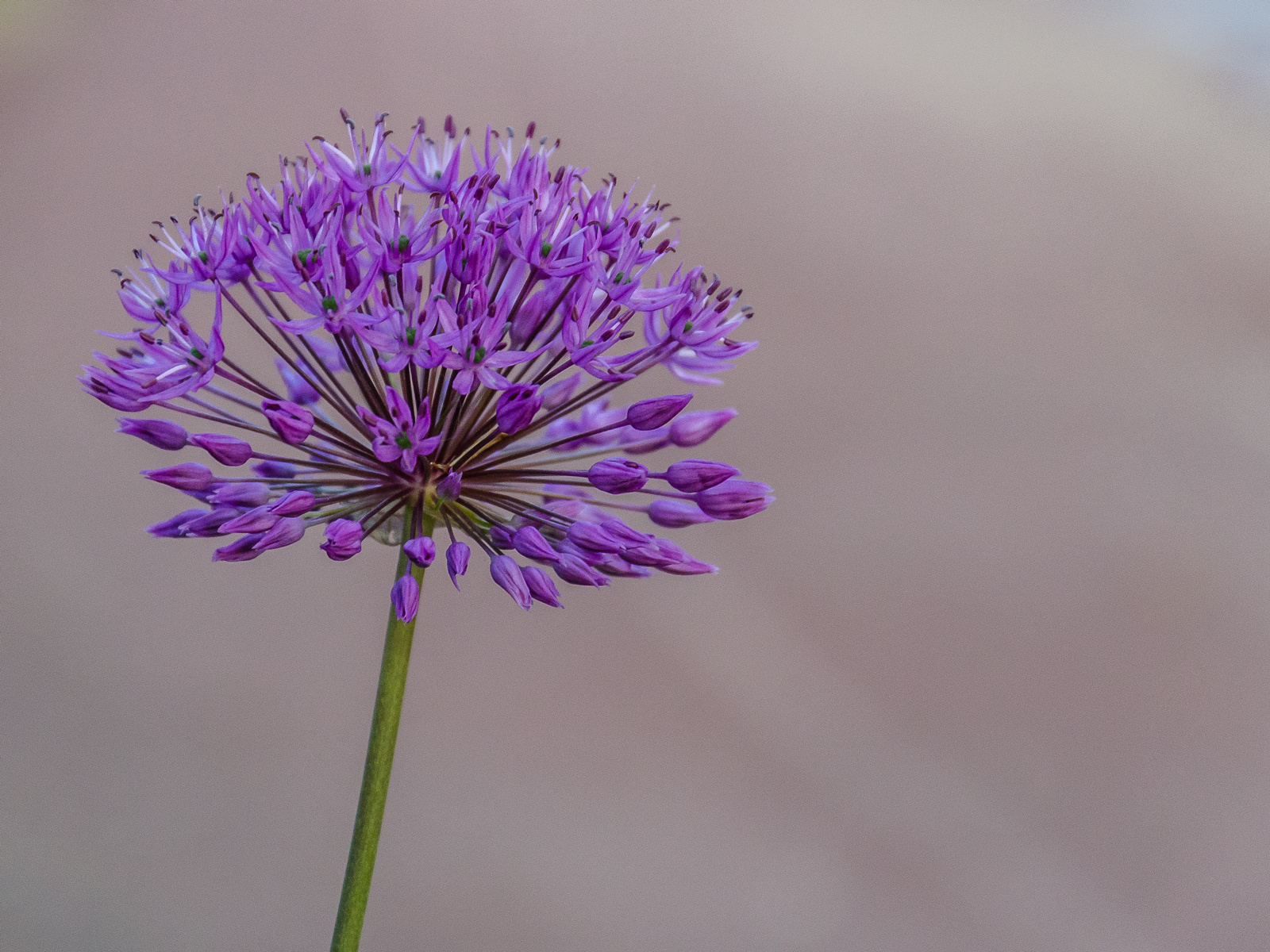 Allium Giganteum 