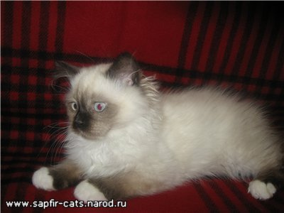 котенок рэгдолл кошки, котята, рэгдолл