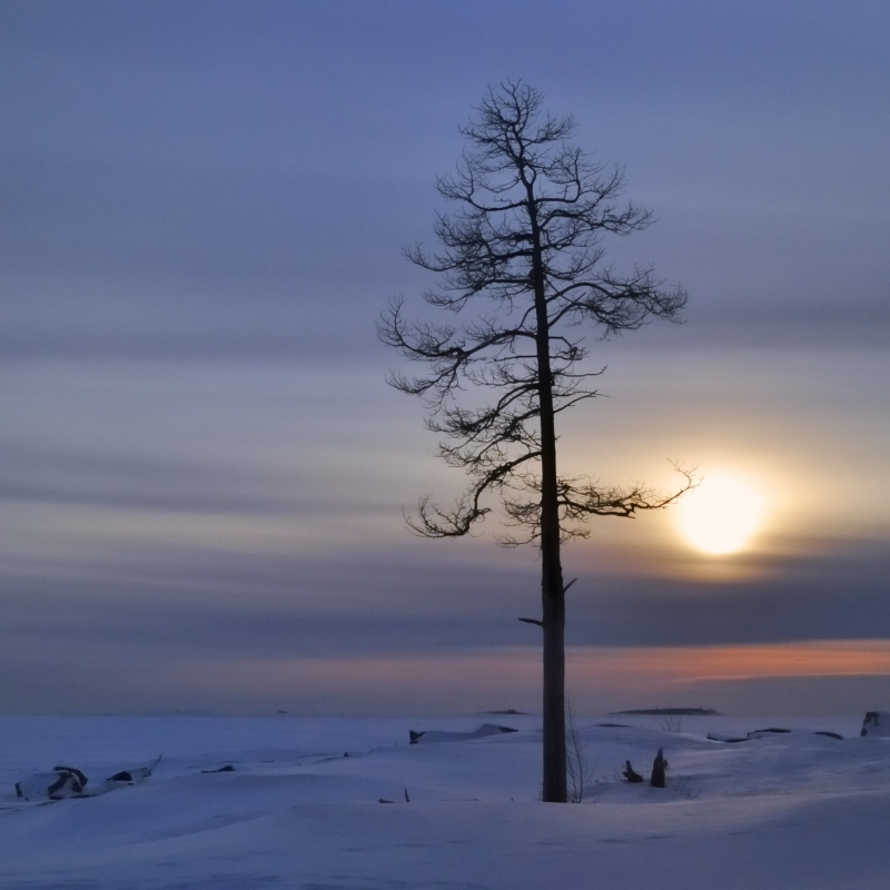 Сосна на берегу. Зима сосна_сухая зима Финский_залив Хельсинки pine-tree winter Gulf Helsinki